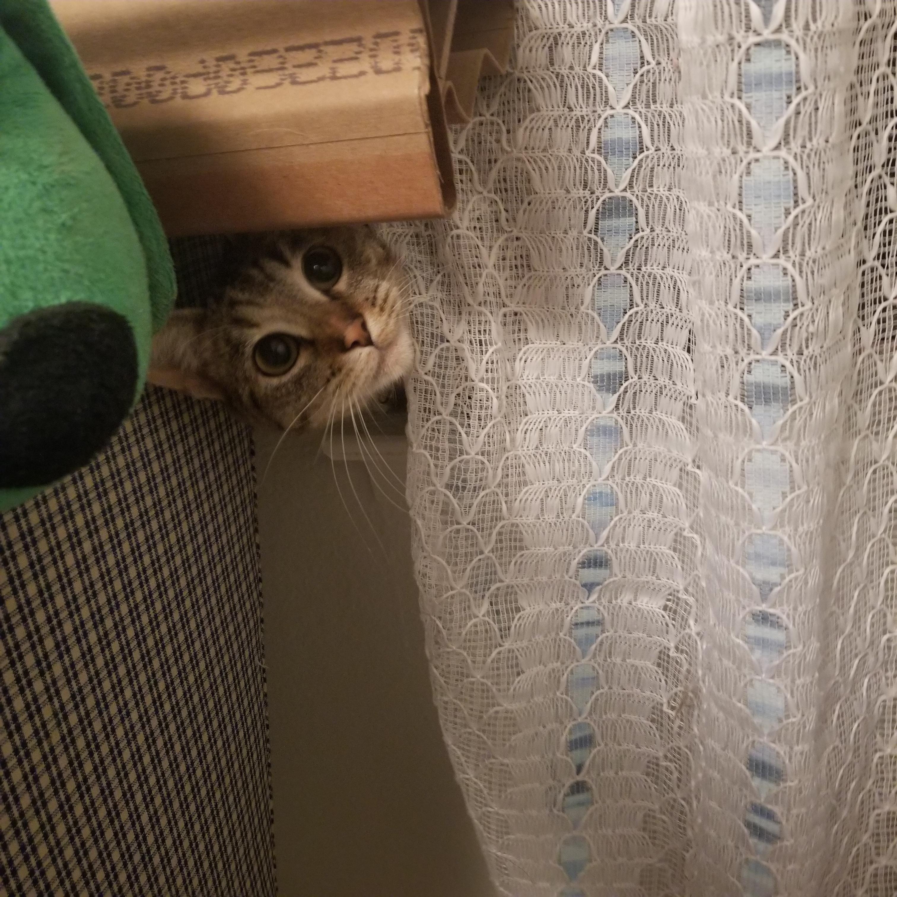 Samantha (Sami), a Adoptable mixed breed in Cantua Creek, CA image 3/4