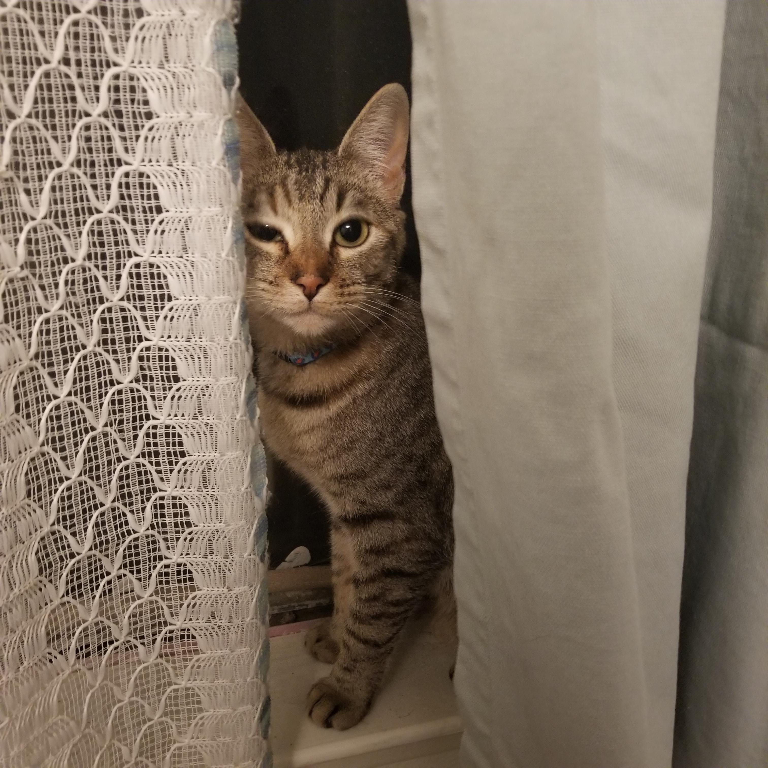 Samantha (Sami), a Adoptable mixed breed in Cantua Creek, CA image 2/4