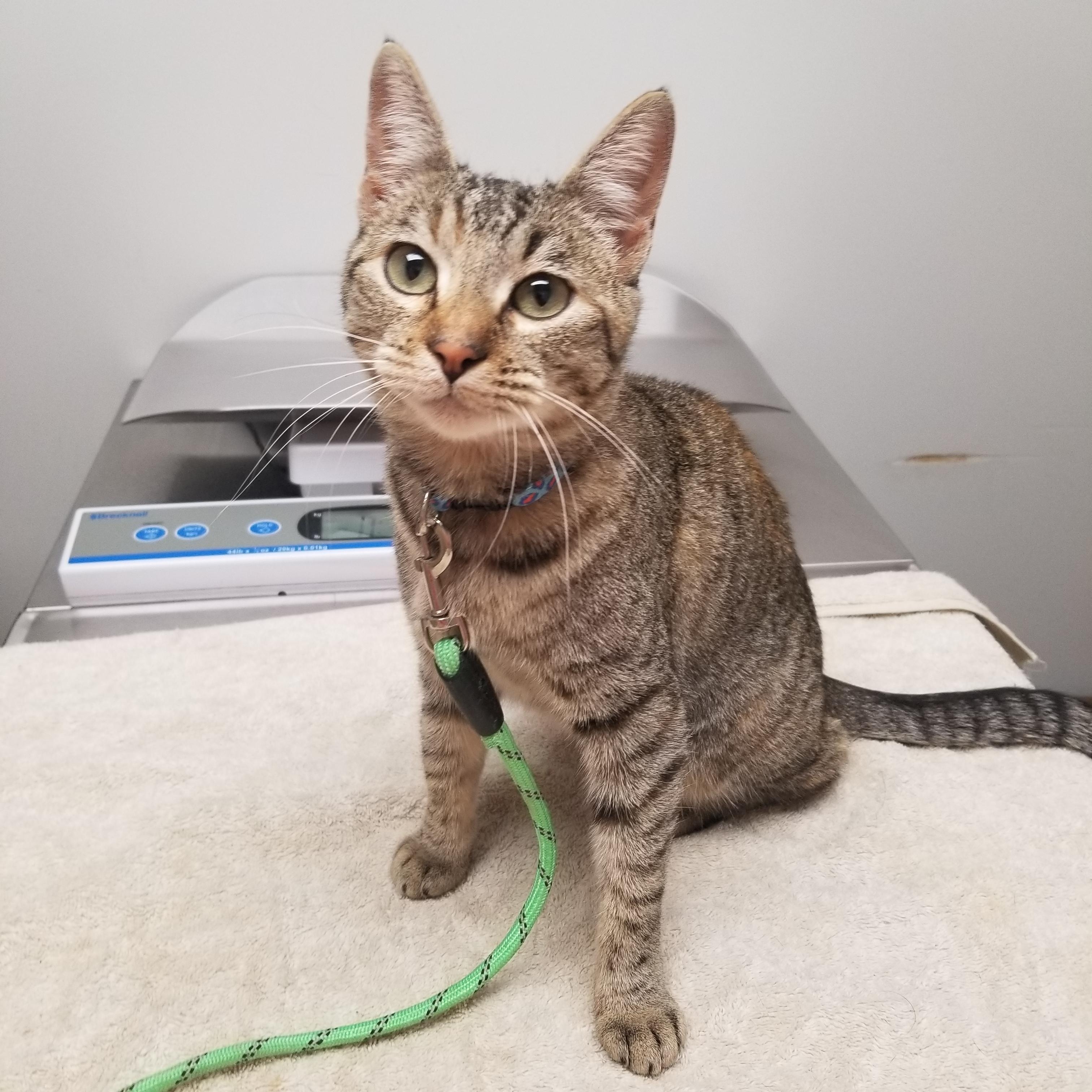 Samantha (Sami), Adoptable, Young Female Domestic Short Hair.