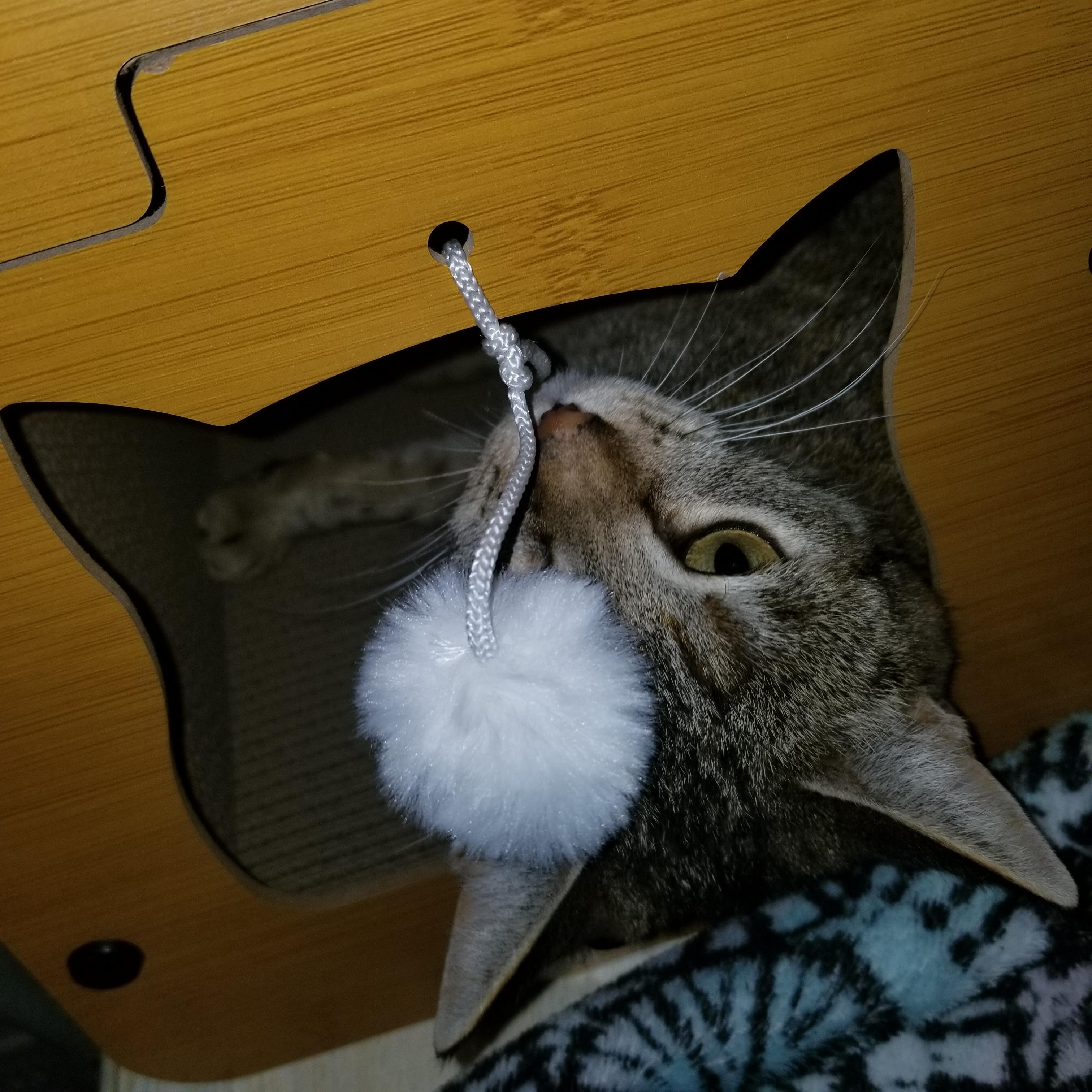 Samantha (Sami), a Adoptable mixed breed in Cantua Creek, CA image 4/4