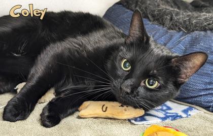 Coley, Adoptable, Adult Female Domestic Short Hair & Domestic Short Hair.