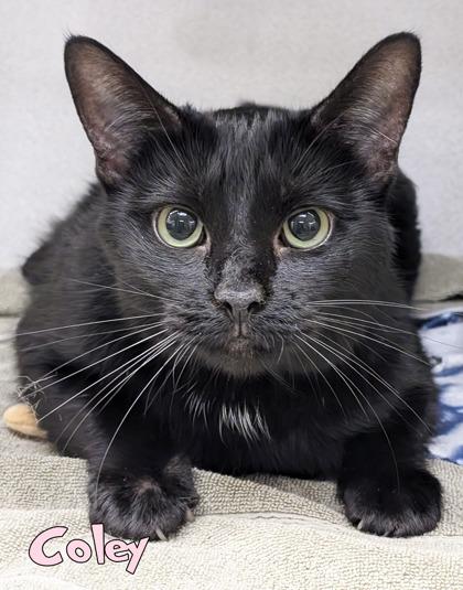 Enlarge Coley, a Adoptable mixed breed in Mason, MI image 2/2