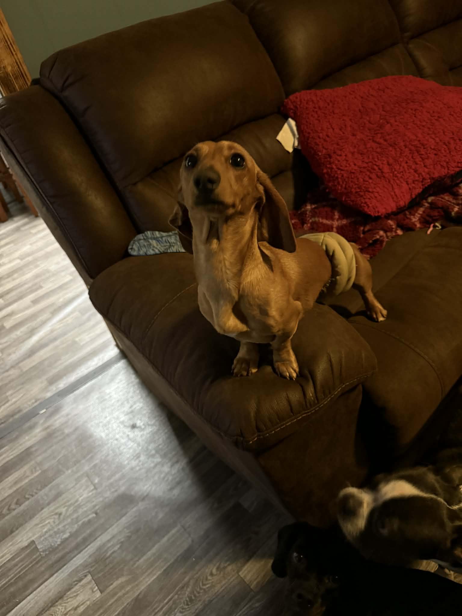 Tootsy & Copper Bonded thumbnail 2