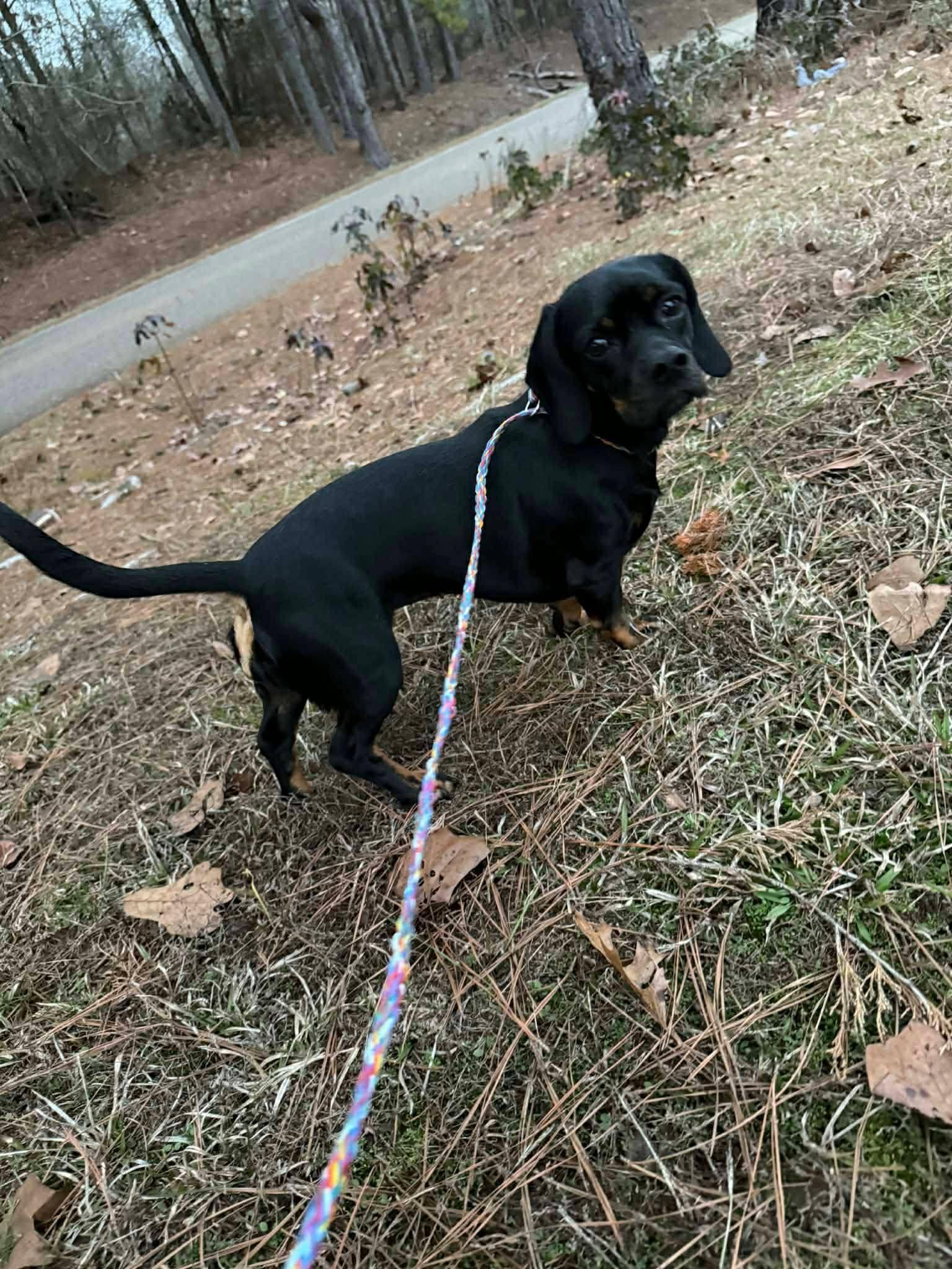 Tootsy & Copper Bonded thumbnail 4