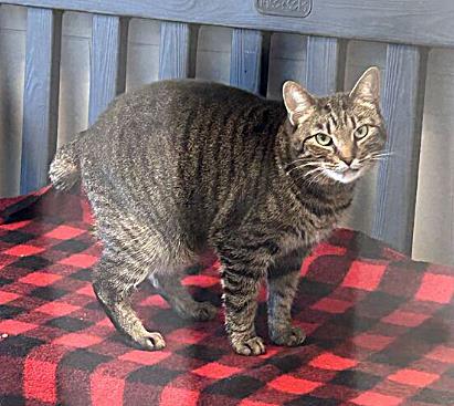 Zoey, Adoptable, Adult Female Domestic Short Hair & Domestic Short Hair.