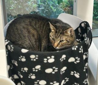 Enlarge Zoey, a Adoptable Domestic Short Hair in Carrollton, TX image 2/3