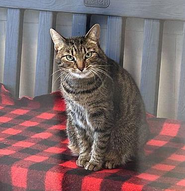 Enlarge Zoey, a Adoptable Domestic Short Hair in Carrollton, TX image 3/3