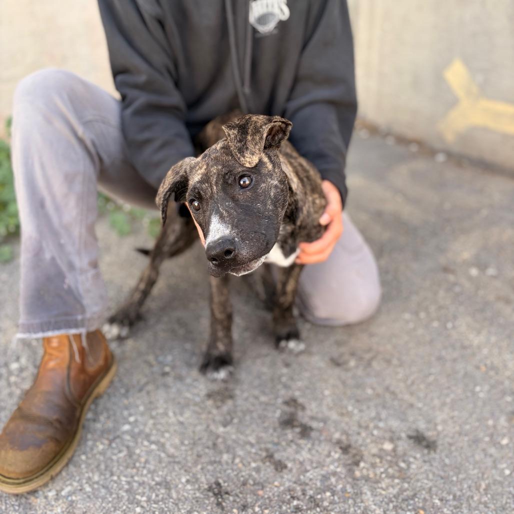Buttercup, Adoptable, Puppy Female Mixed Breed.