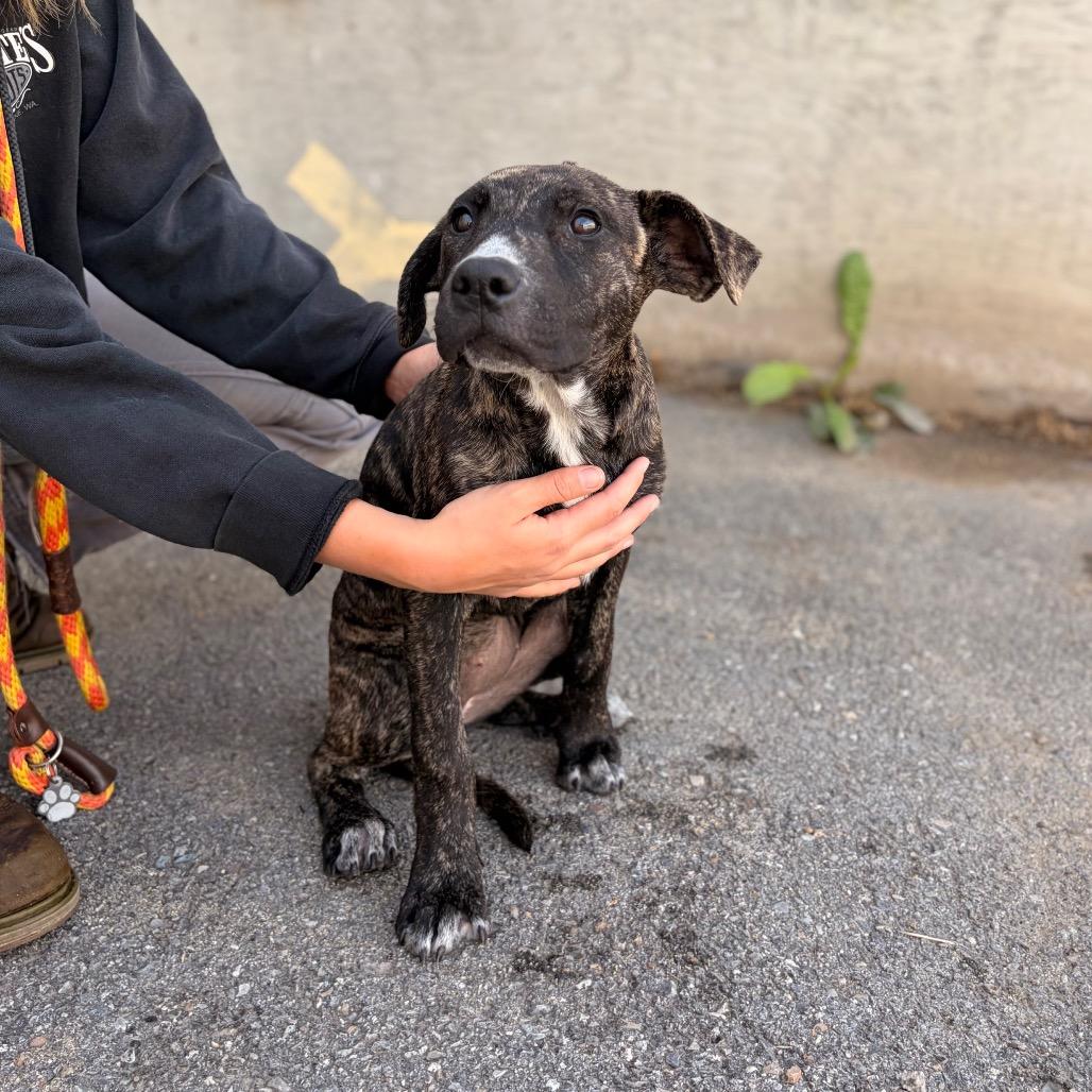 Enlarge Buttercup, a Adoptable Mixed Breed in Spokane, WA image 2/5