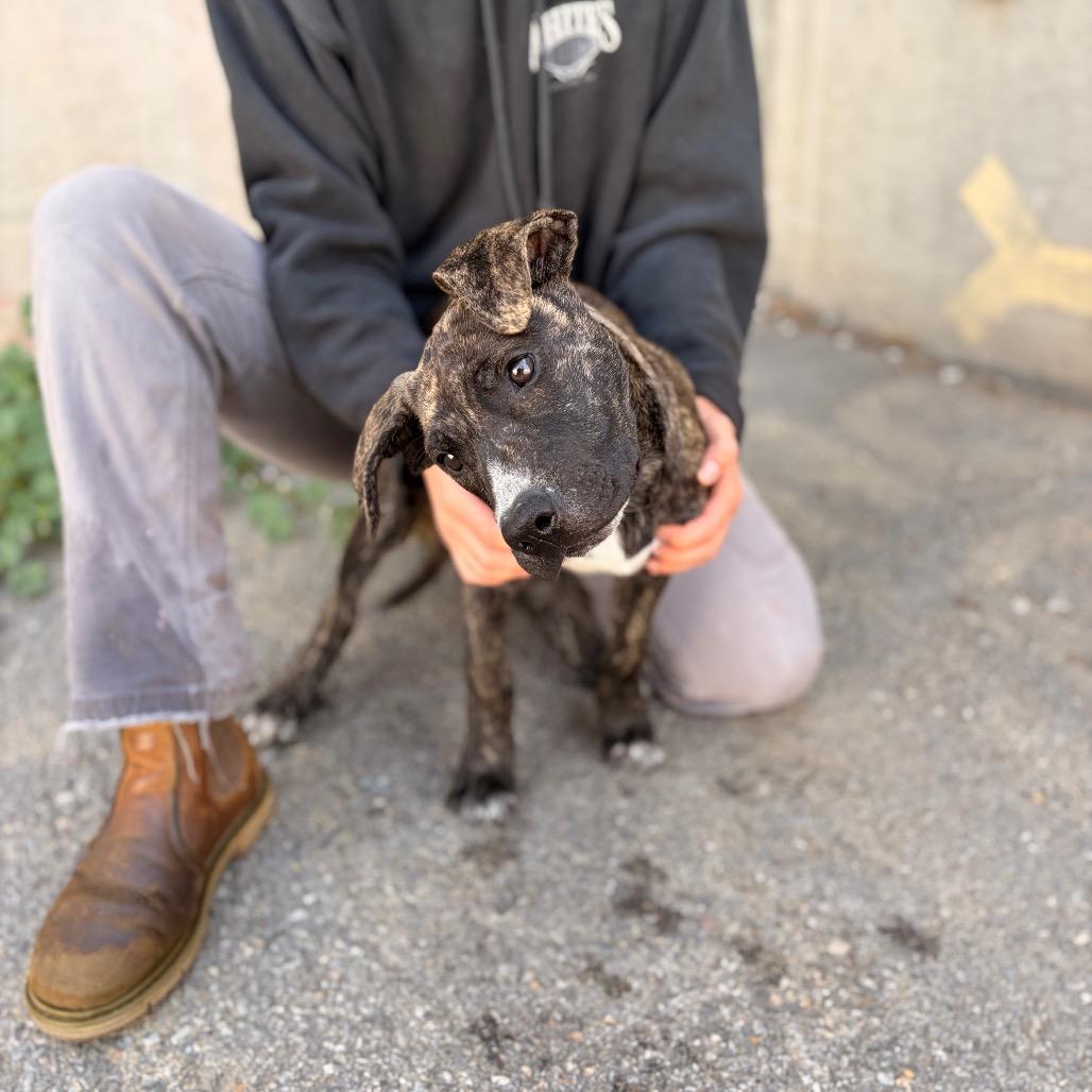 Enlarge Buttercup, a Adoptable Mixed Breed in Spokane, WA image 3/5