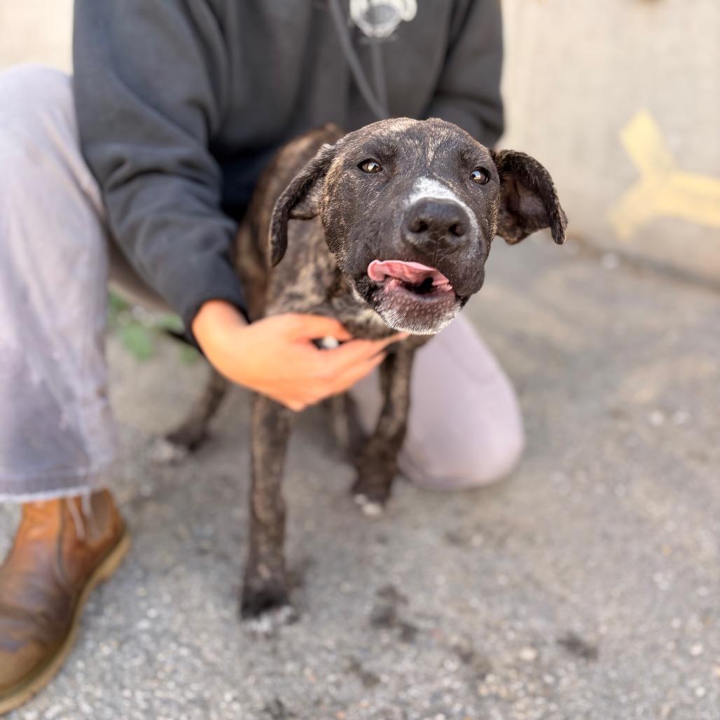 Enlarge Buttercup, a Adoptable Mixed Breed in Spokane, WA image 4/5