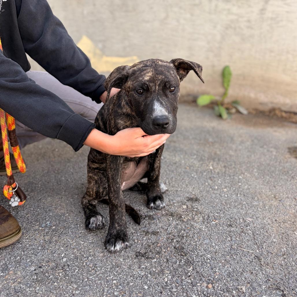 Enlarge Buttercup, a Adoptable Mixed Breed in Spokane, WA image 5/5