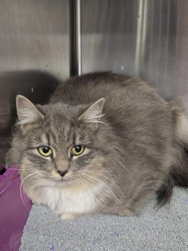 Enlarge Biscuit and Pot Pie, a Adoptable Tabby in Webster, MA image 2/2