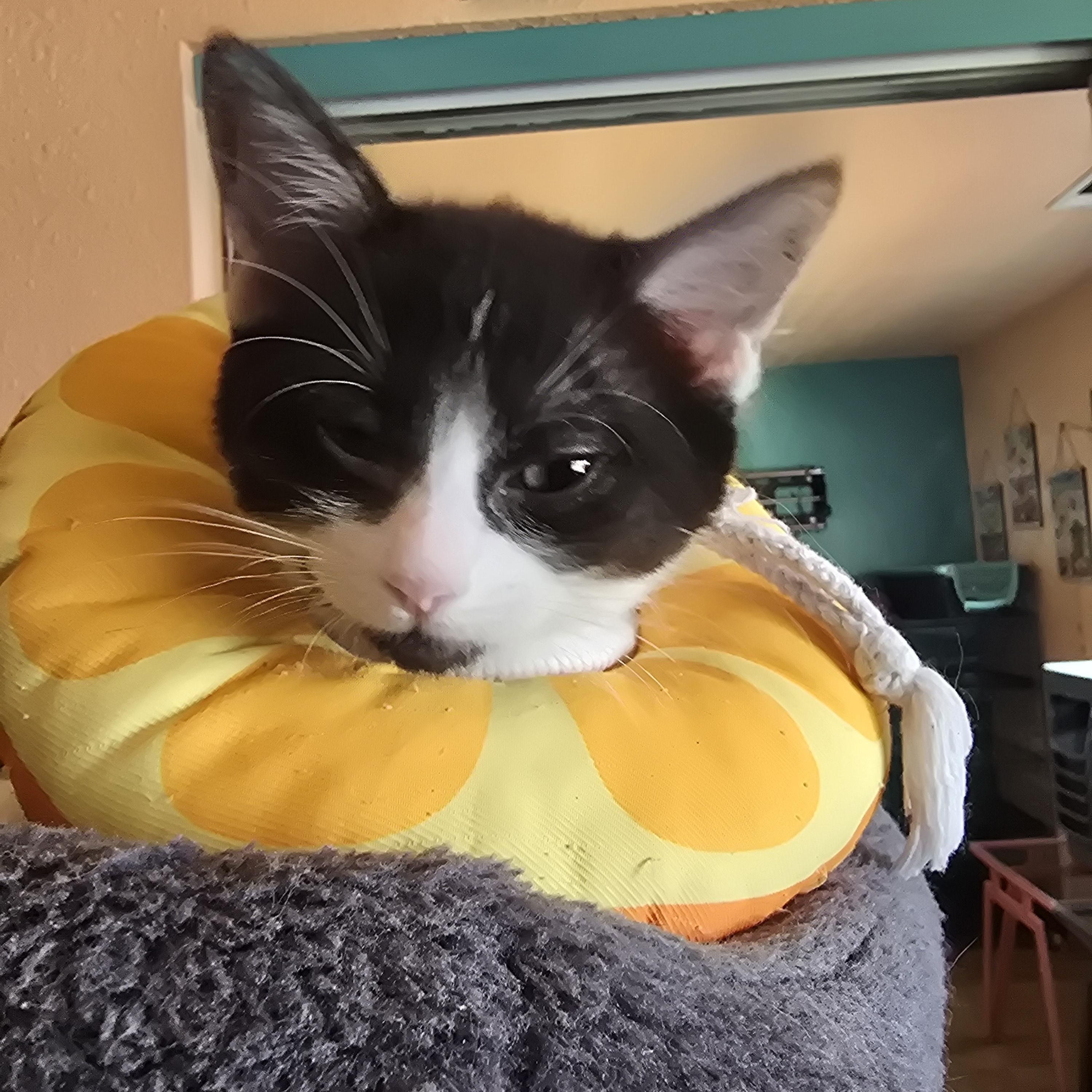 Salt, Baby Female Domestic Short Hair