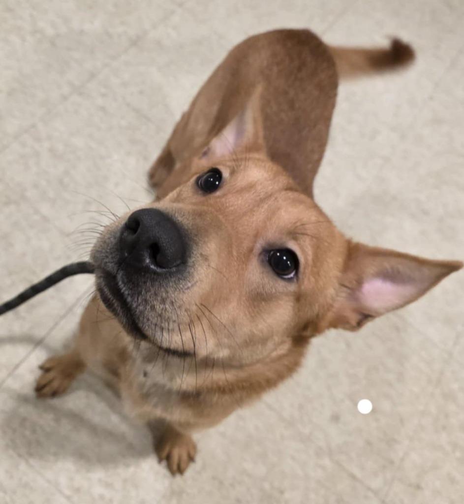 Posie, Adopted, Young Female Mixed Breed.