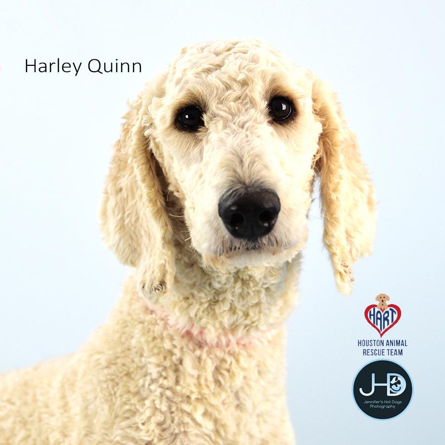Harley Quinn, Adoptable, Young Female Poodle.