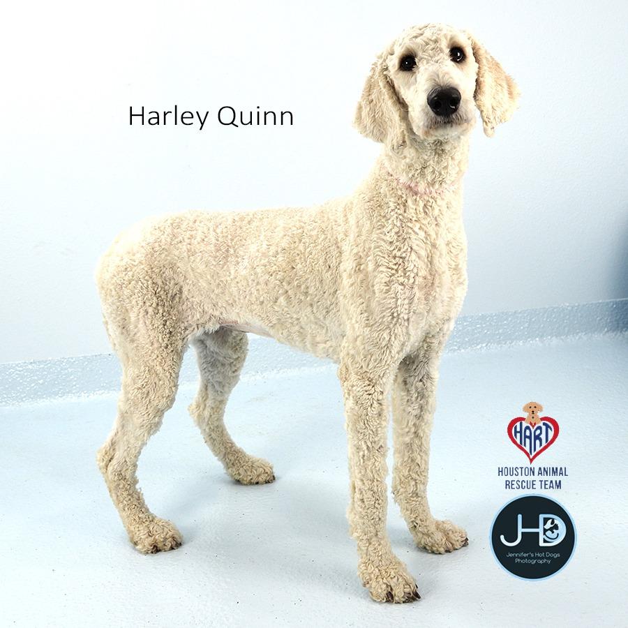 Enlarge Harley Quinn, a Adoptable Poodle in Hockley, TX image 2/4