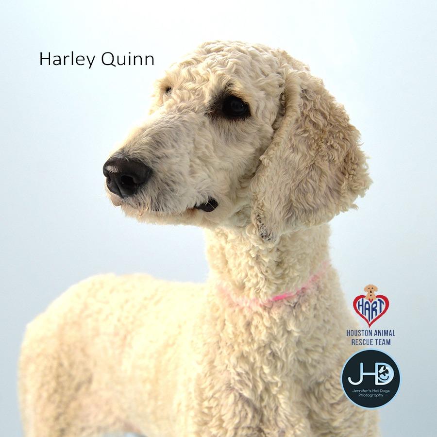 Enlarge Harley Quinn, a Adoptable Poodle in Hockley, TX image 3/4