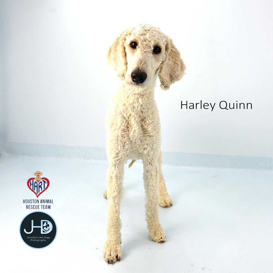 Enlarge Harley Quinn, a Adoptable Poodle in Hockley, TX image 4/4