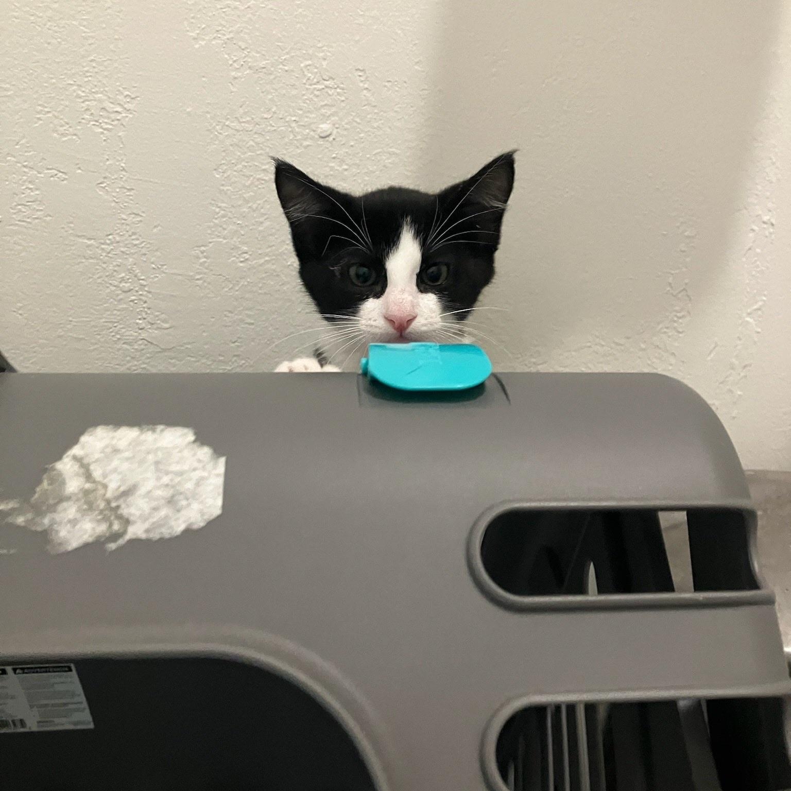 Joan - female kitten, a Adoptable Tuxedo in Santa Clara , CA image 2/4