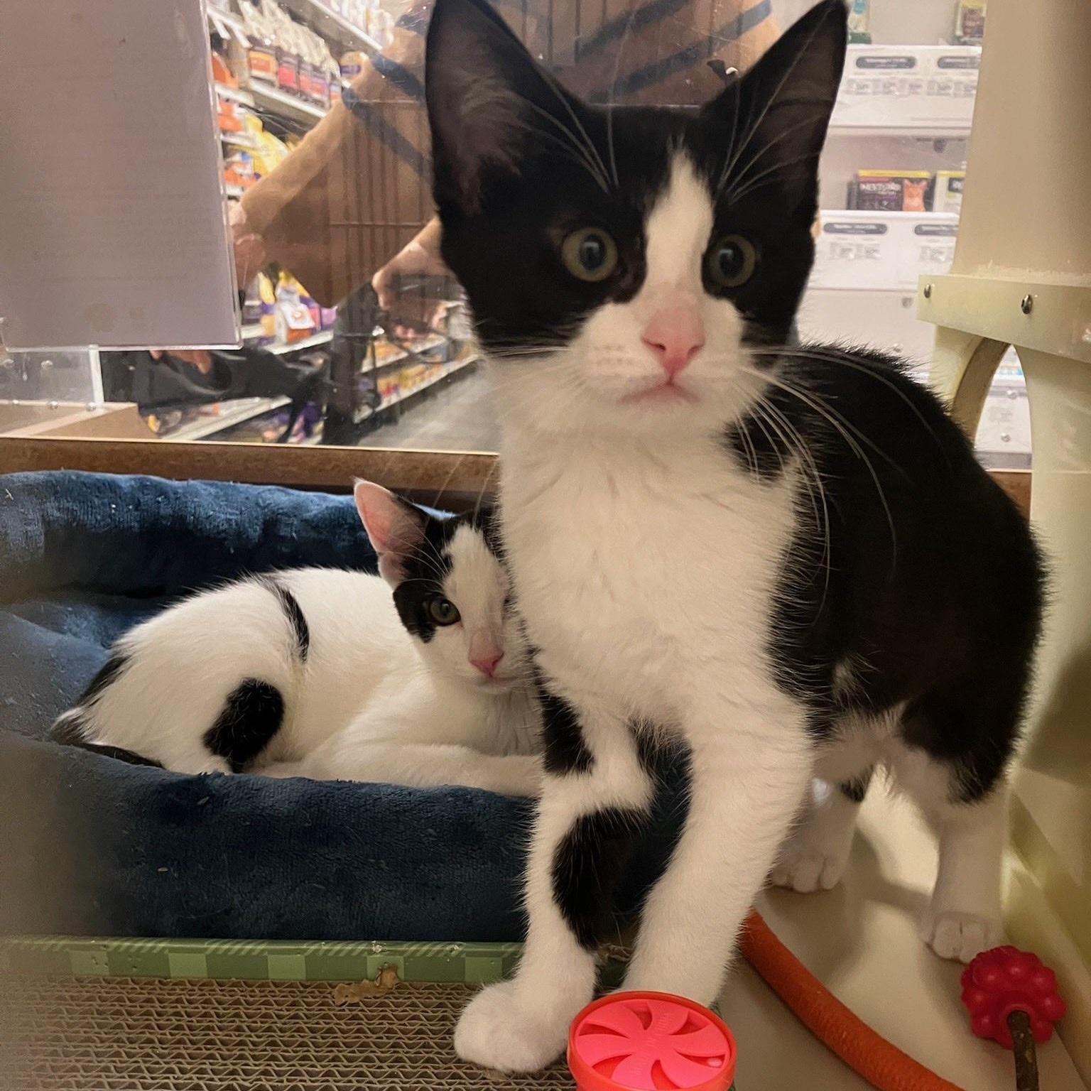 Joan - female kitten, Adoptable, Young Female Tuxedo.
