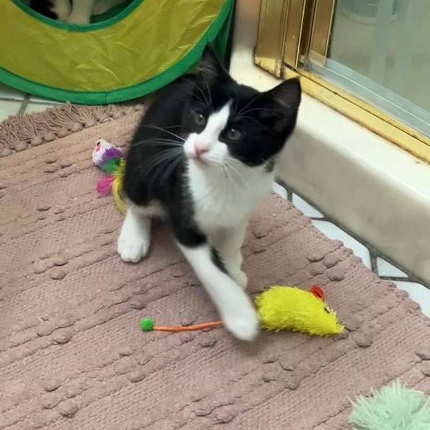 Joan - female kitten, a Adoptable Tuxedo in Santa Clara , CA image 4/4