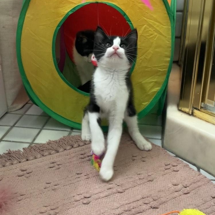 Joan - female kitten, a Adoptable Tuxedo in Santa Clara , CA image 3/4