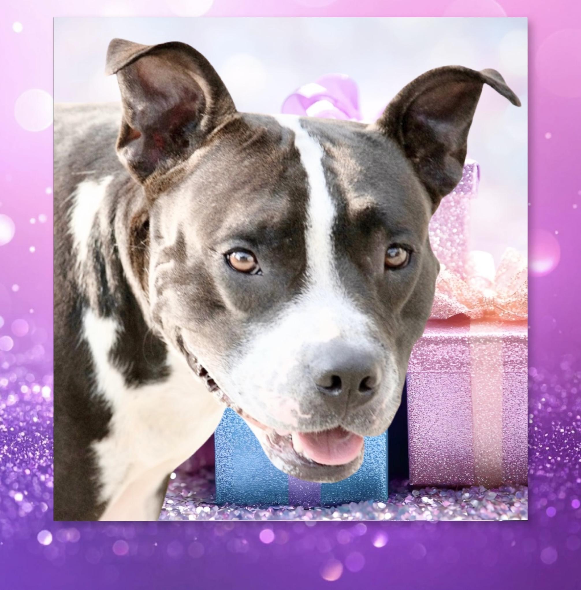 Enlarge Mia, a Adoptable mixed breed in Westfield, NY image 5/6