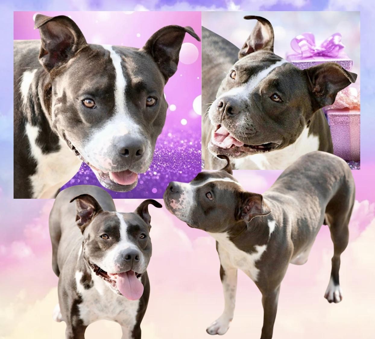Mia, Adoptable, Adult Female Mixed Breed & Pit Bull Terrier.