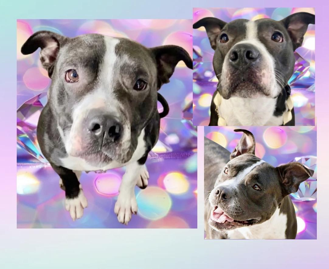 Enlarge Mia, an adoption pending mixed breed in Westfield, NY image 2/6
