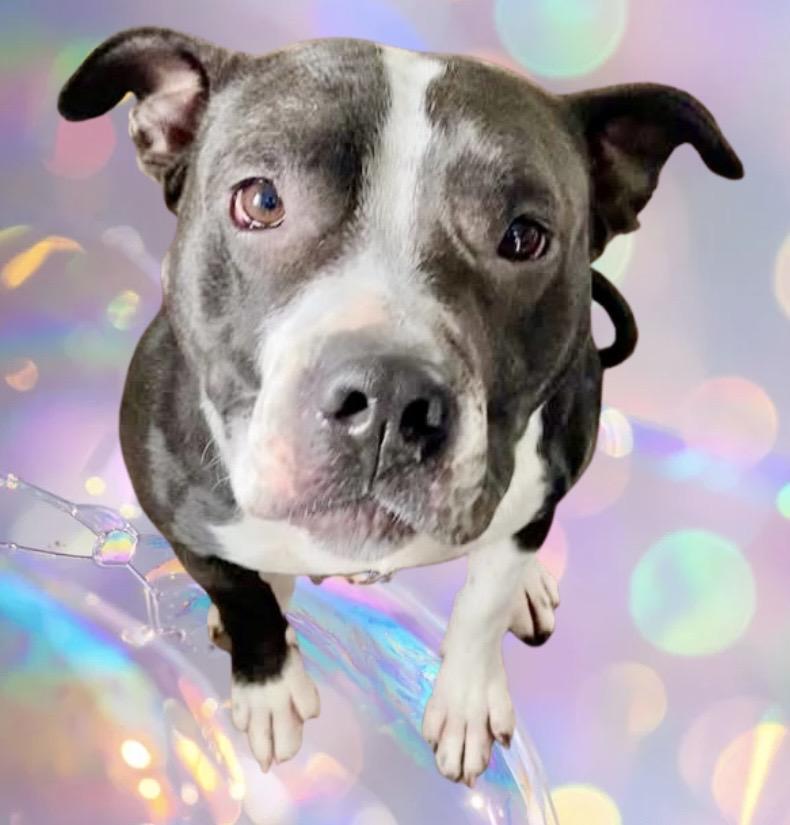 Enlarge Mia, an adoption pending mixed breed in Westfield, NY image 1/6