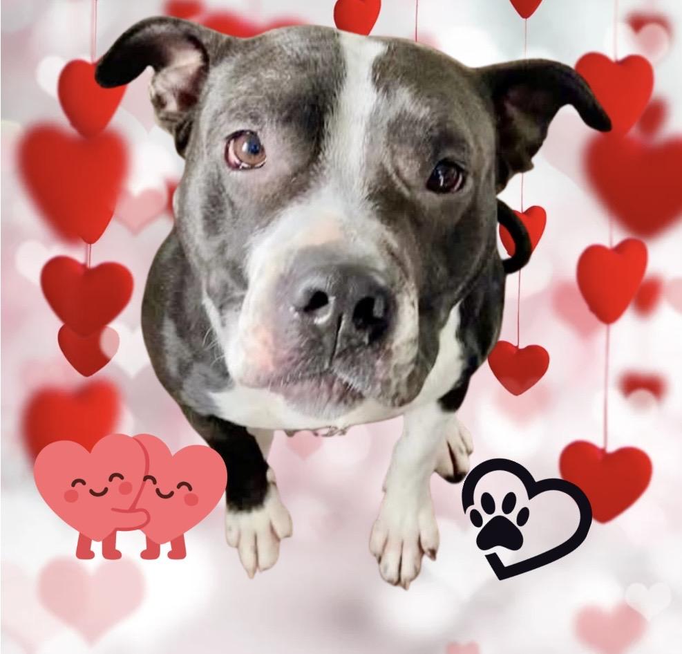 Enlarge Mia, an adoption pending mixed breed in Westfield, NY image 3/6