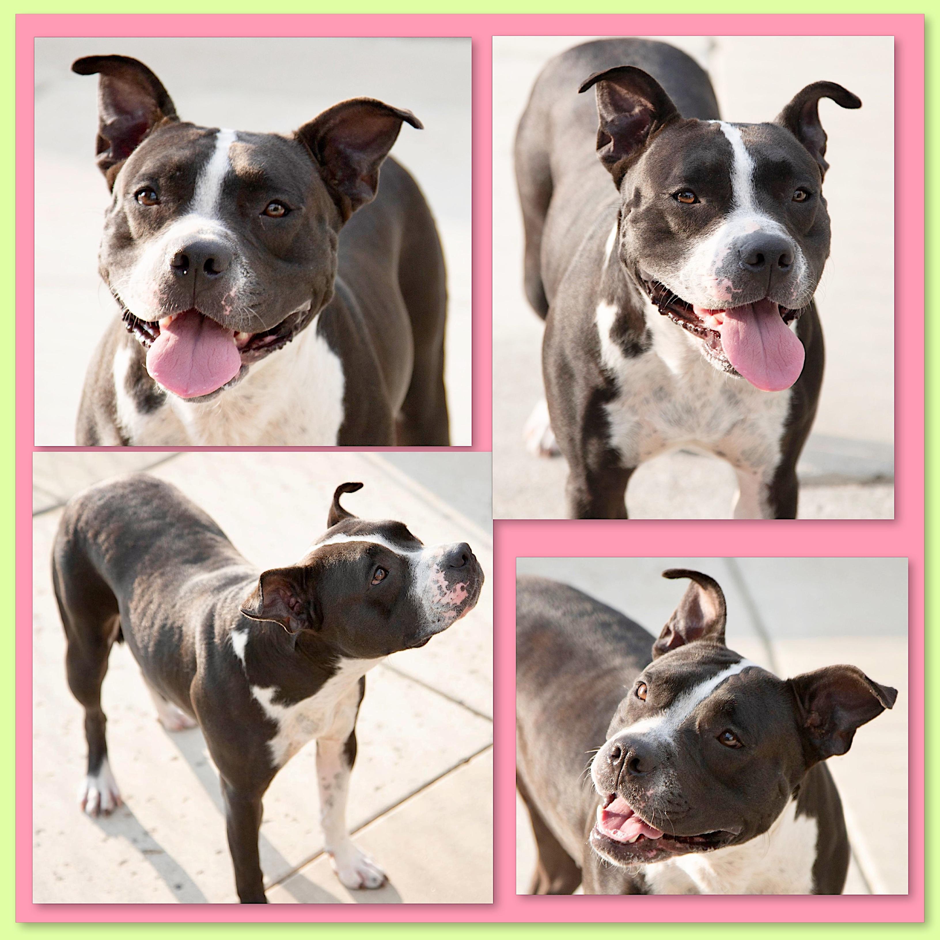 Enlarge Mia, a Adoptable mixed breed in Westfield, NY image 6/6