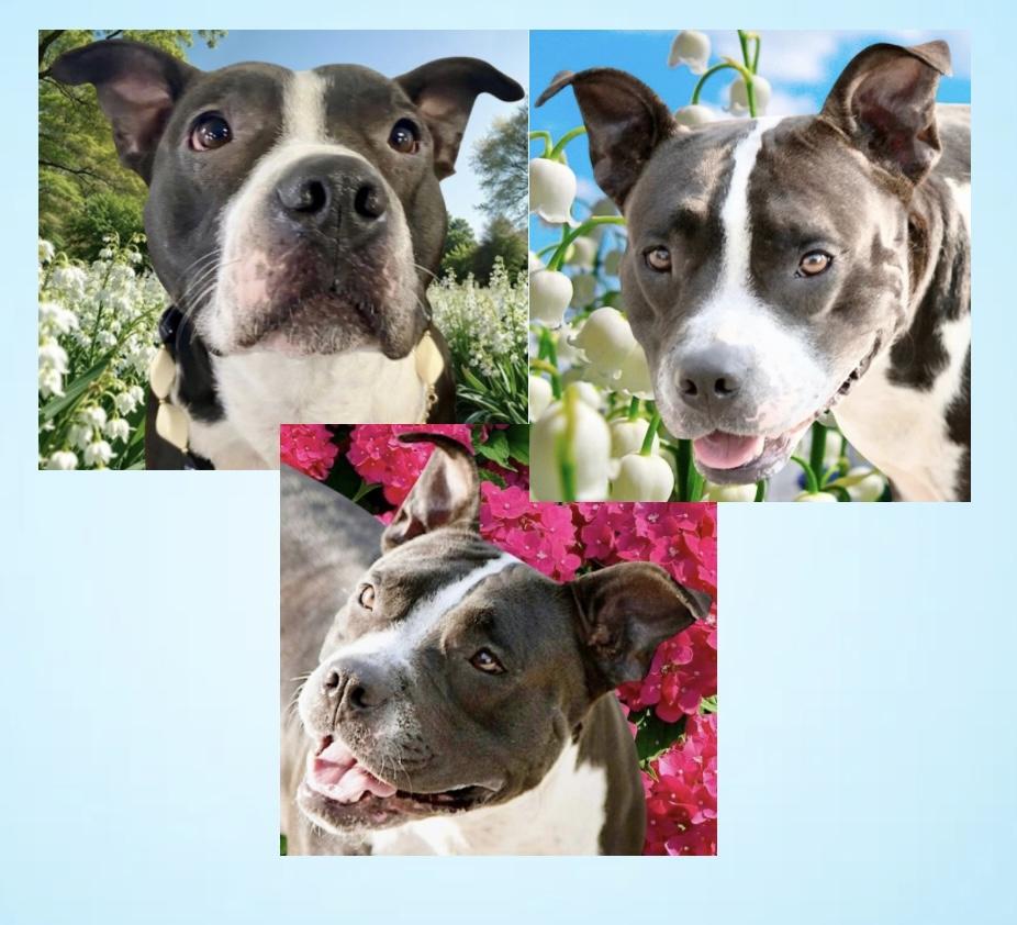 Enlarge Mia, a Adoptable mixed breed in Westfield, NY image 2/6