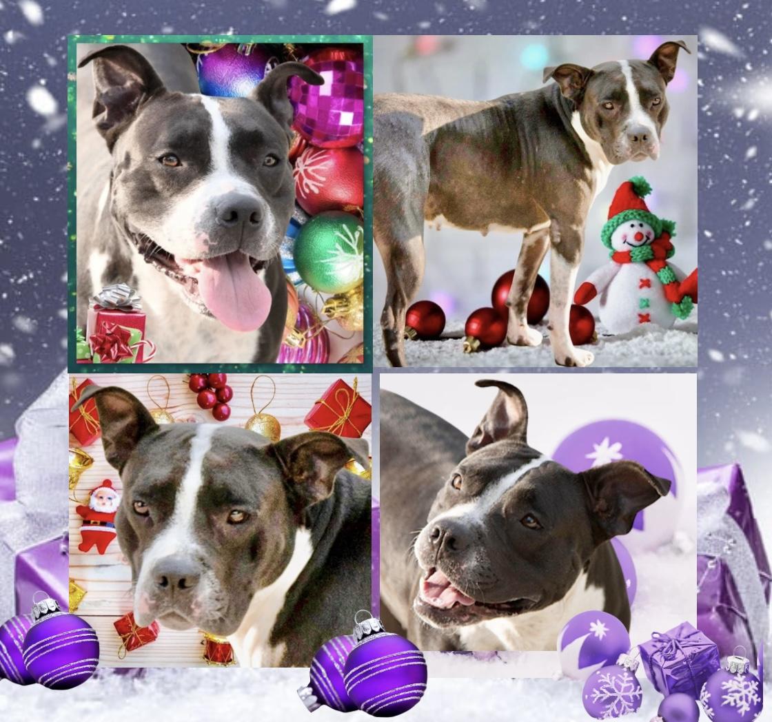 Mia, Adoptable, Adult Female Mixed Breed & Pit Bull Terrier.