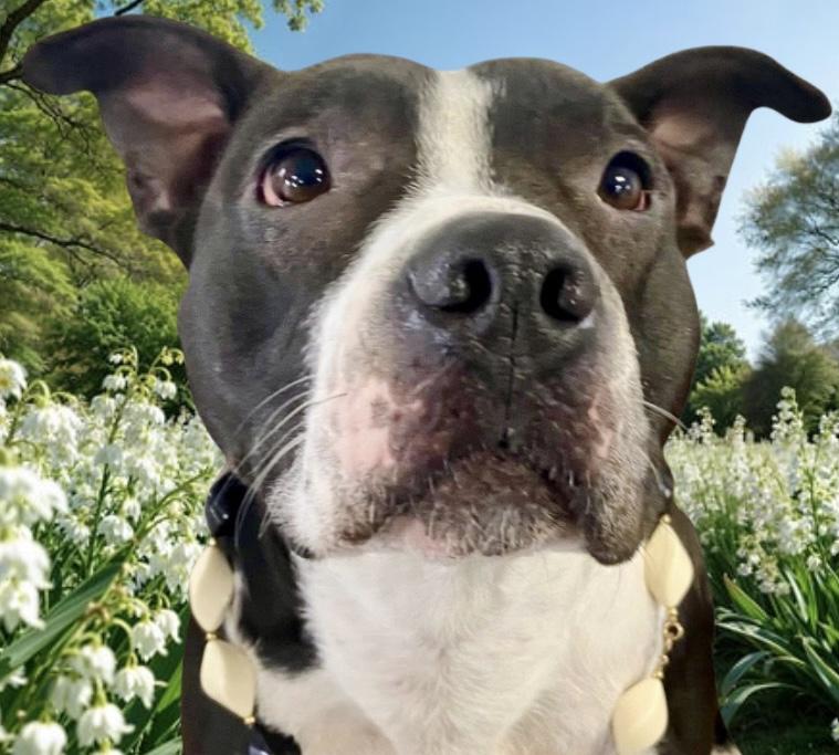 Mia, Adoptable, Adult Female Mixed Breed & Pit Bull Terrier.