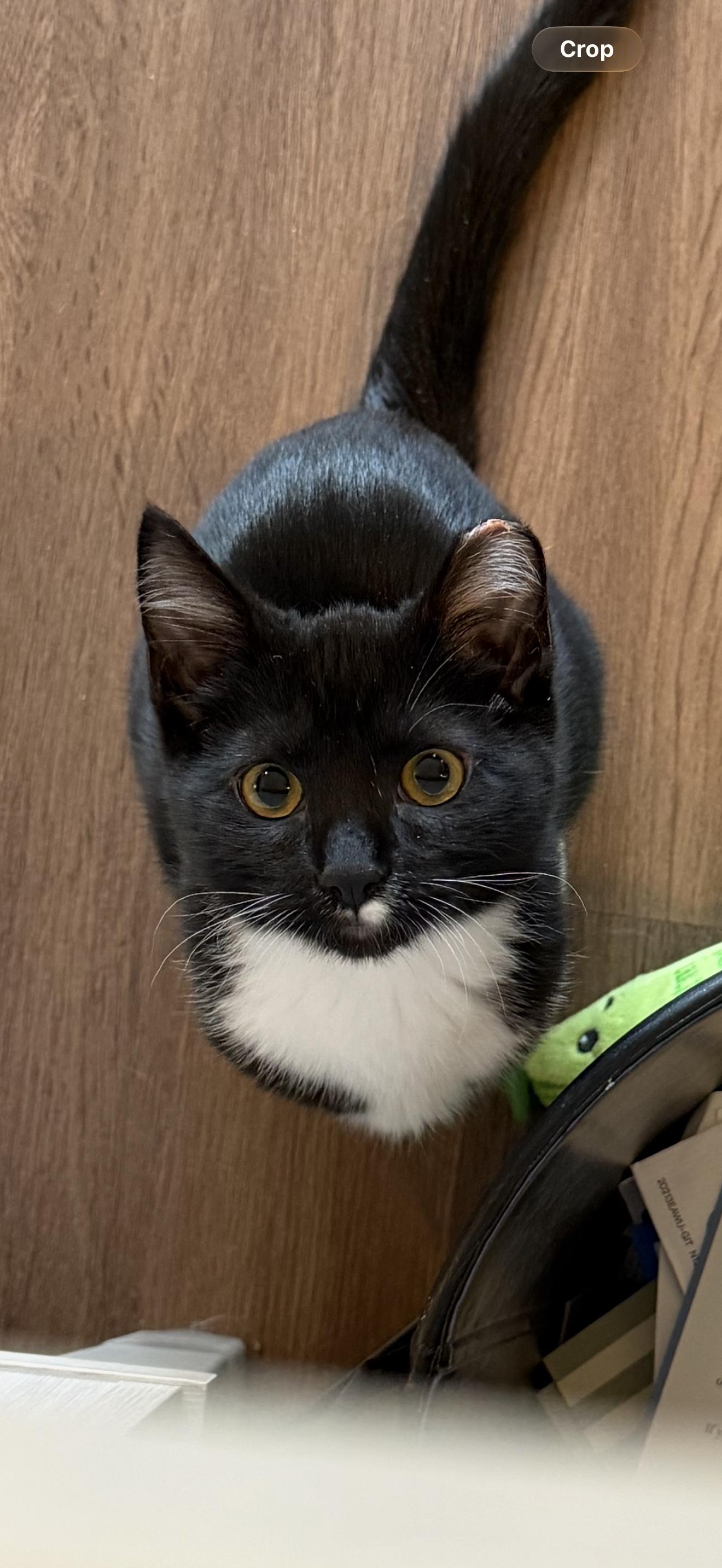 Winston, Adoptable, Kitten Male Domestic Short Hair.