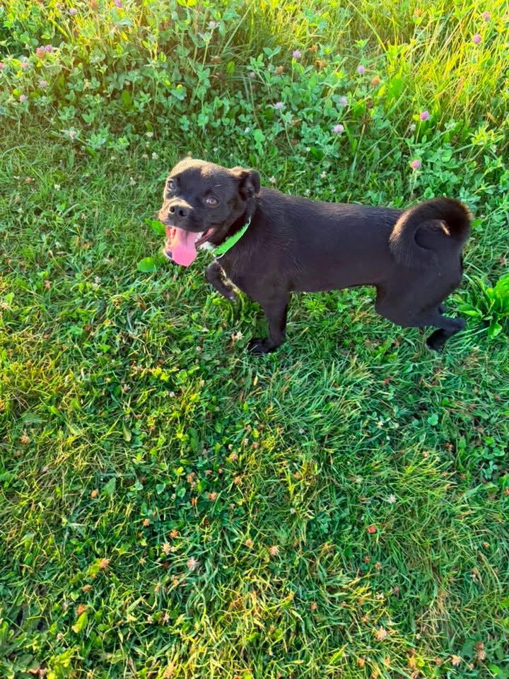 Travis, Adoptable, Adult Male Pug.