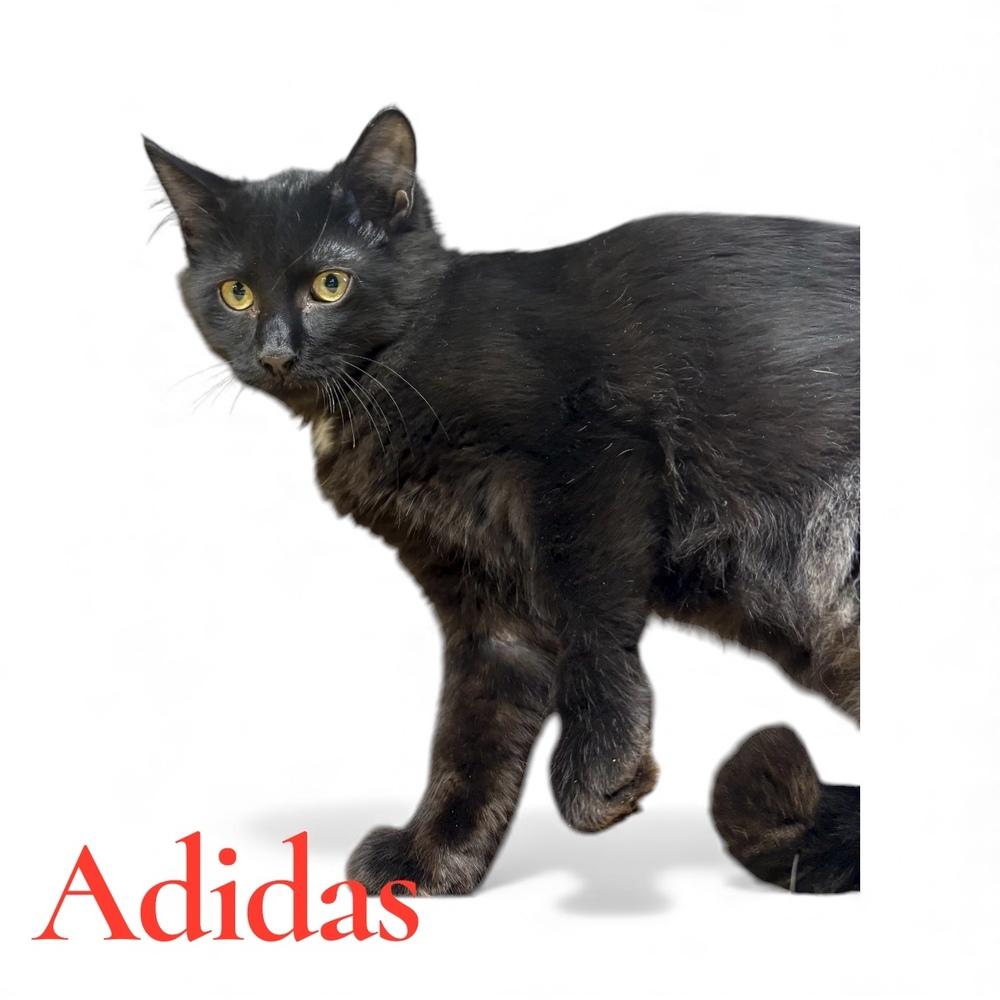 Enlarge Adidas, a Adoptable mixed breed in Bellevue, NE image 1/3