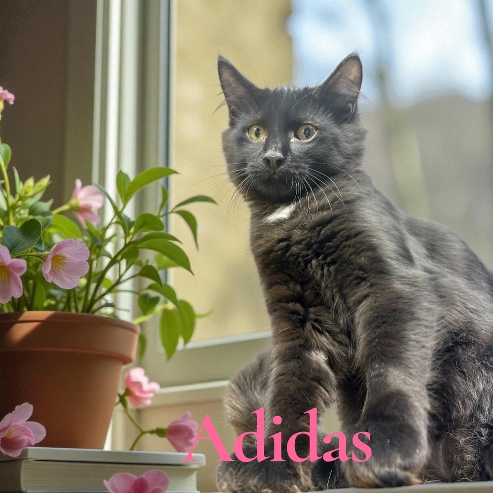 Enlarge Adidas, a Adoptable mixed breed in Bellevue, NE image 2/3