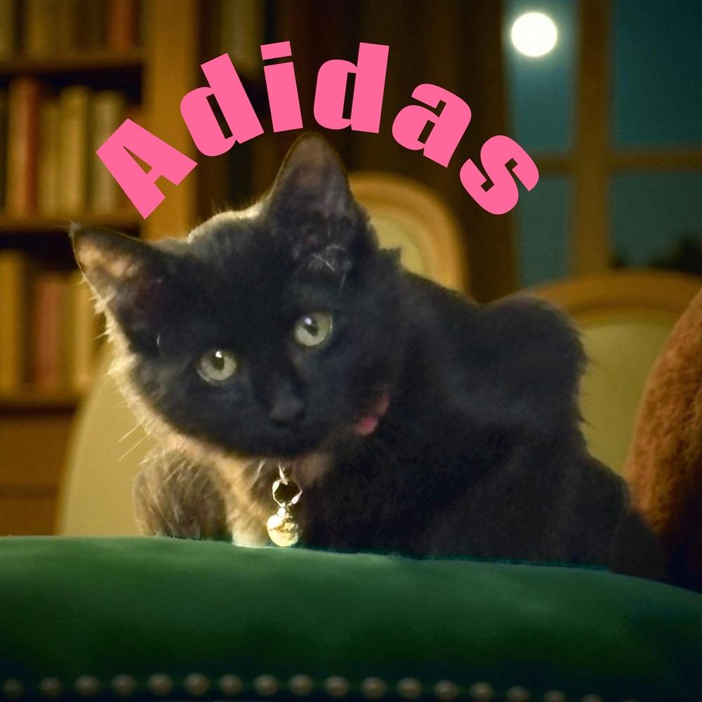 Enlarge Adidas, a Adoptable mixed breed in Bellevue, NE image 3/3