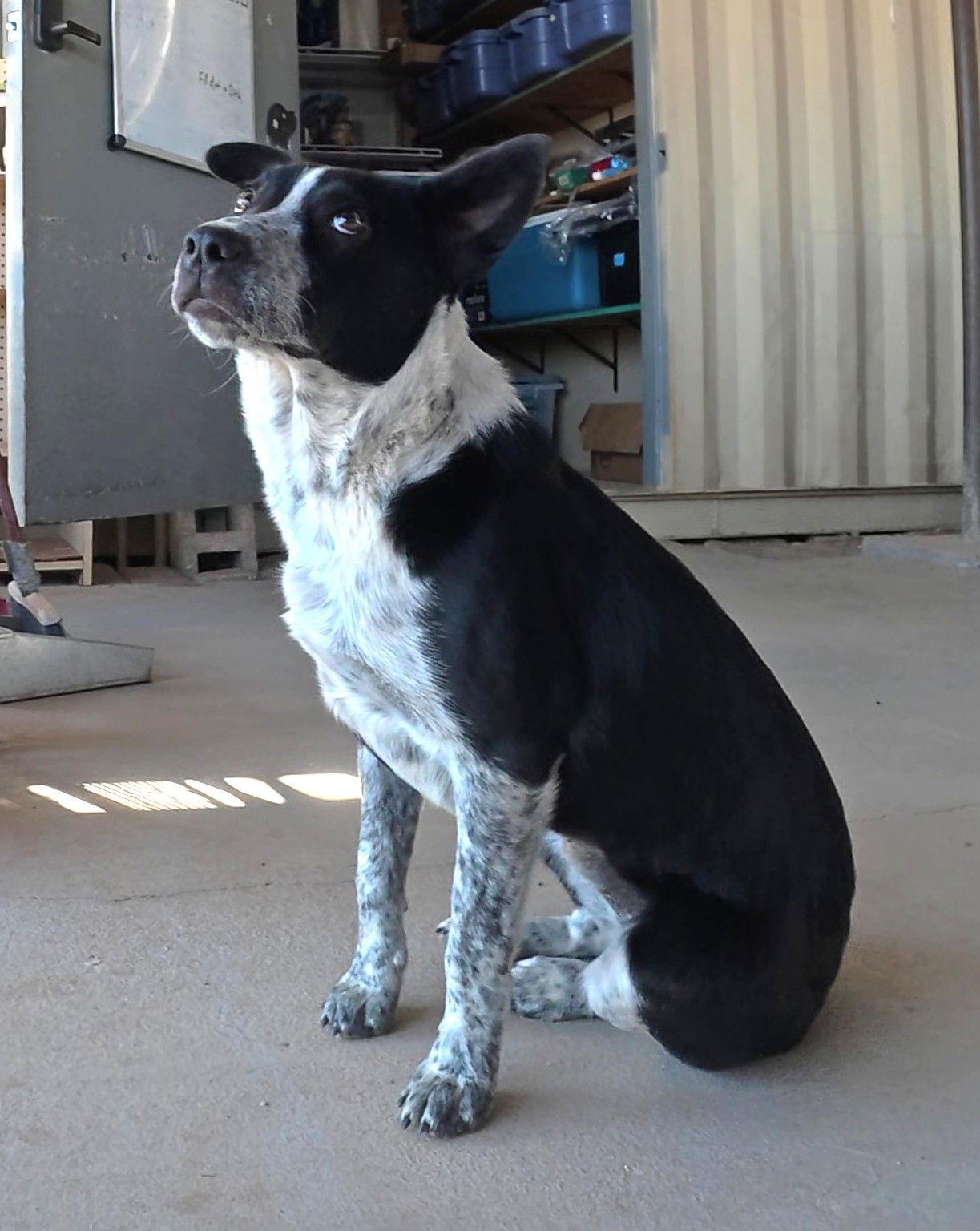 Nova, a Adopted Australian Cattle Dog / Blue Heeler in Queen Creek, AZ image 1/3