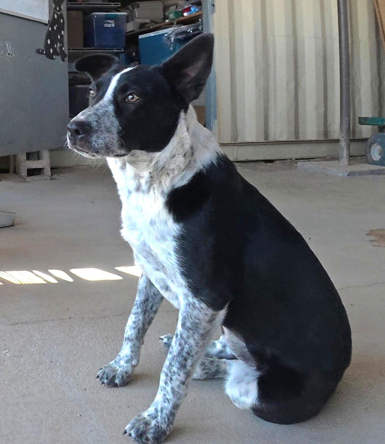 Nova, a Adopted Australian Cattle Dog / Blue Heeler in Queen Creek, AZ image 2/3