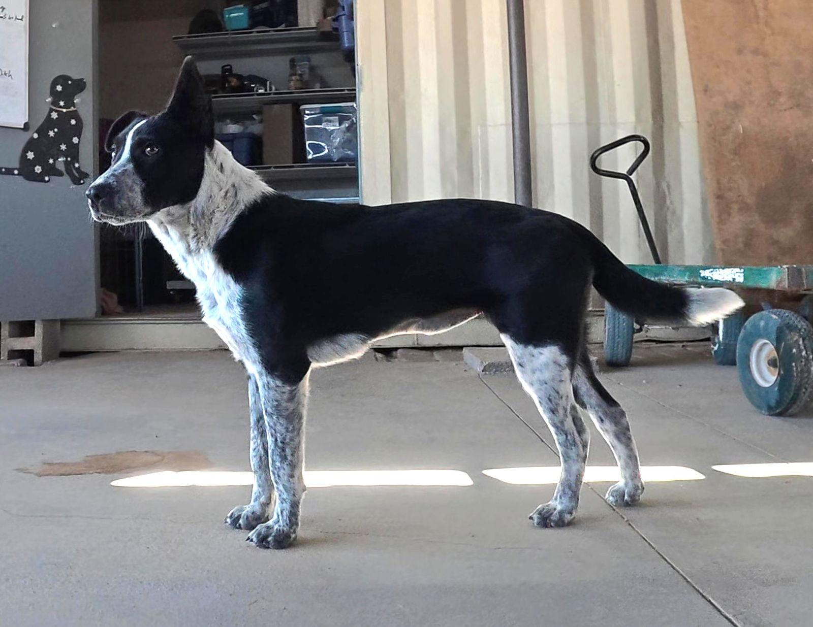 Nova, a Adopted Australian Cattle Dog / Blue Heeler in Queen Creek, AZ image 3/3