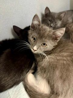 Romeo, adopted, Kitten Male Domestic Short Hair.