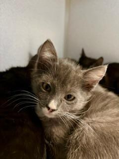 Enlarge Romeo, an adopted Domestic Short Hair in Winter Haven, FL image 2/2