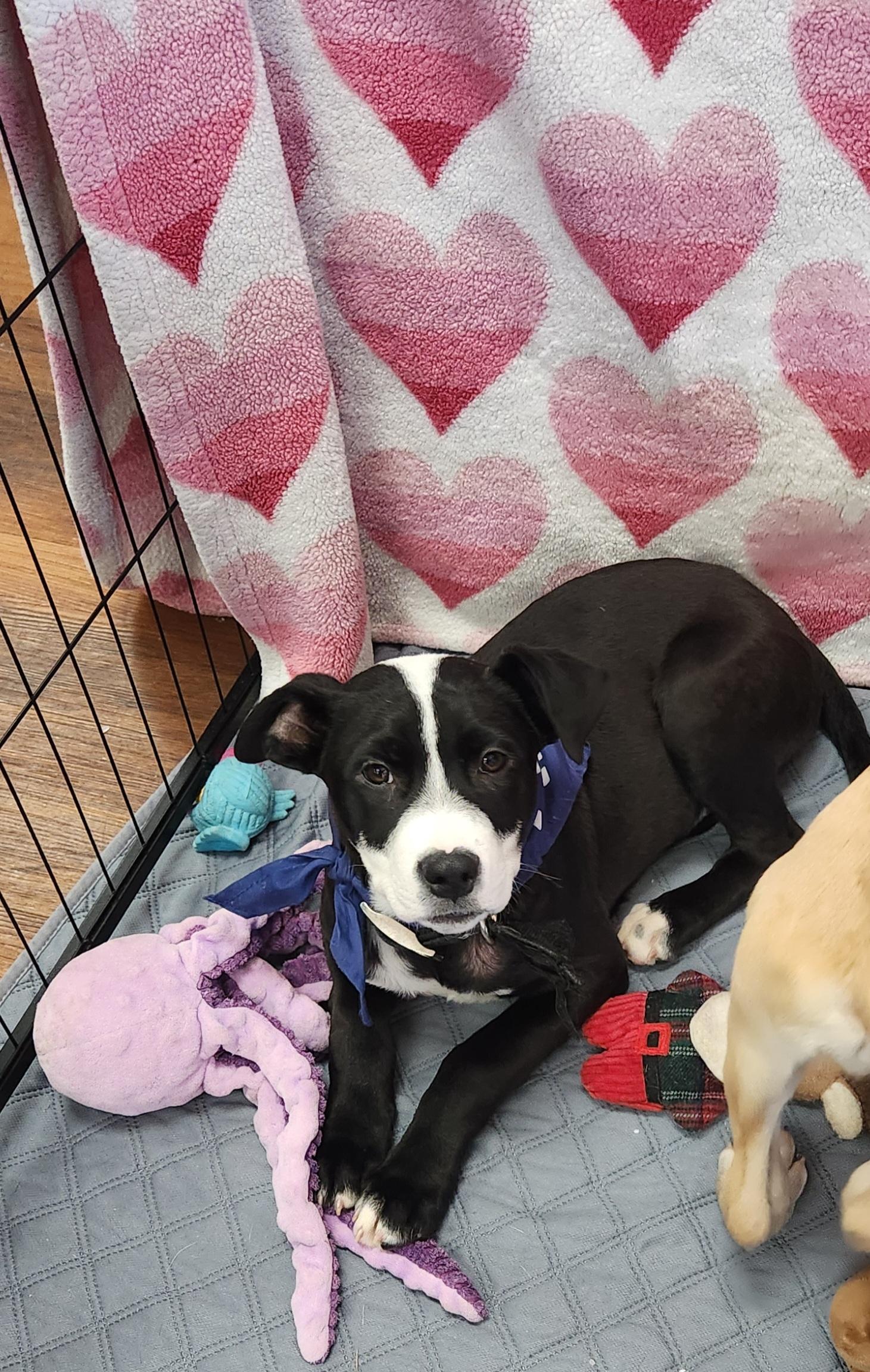 SAWYER, Adopted, Young Male Black Labrador Retriever.