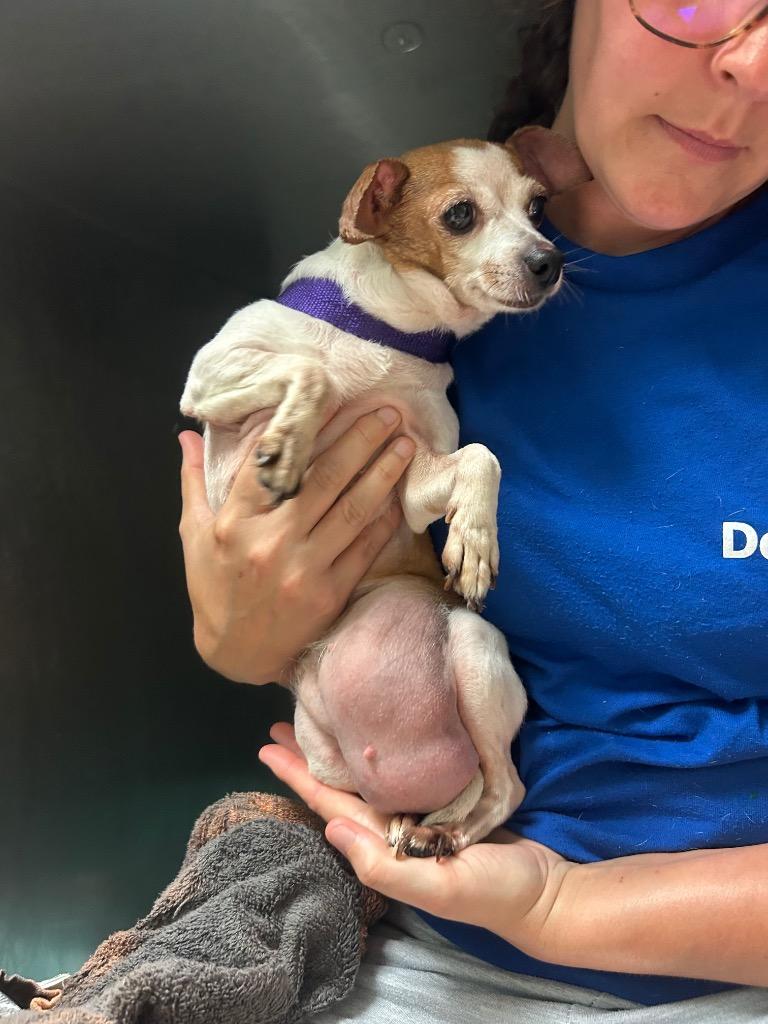 Olivia, Adoptable, Adult Female Chihuahua.