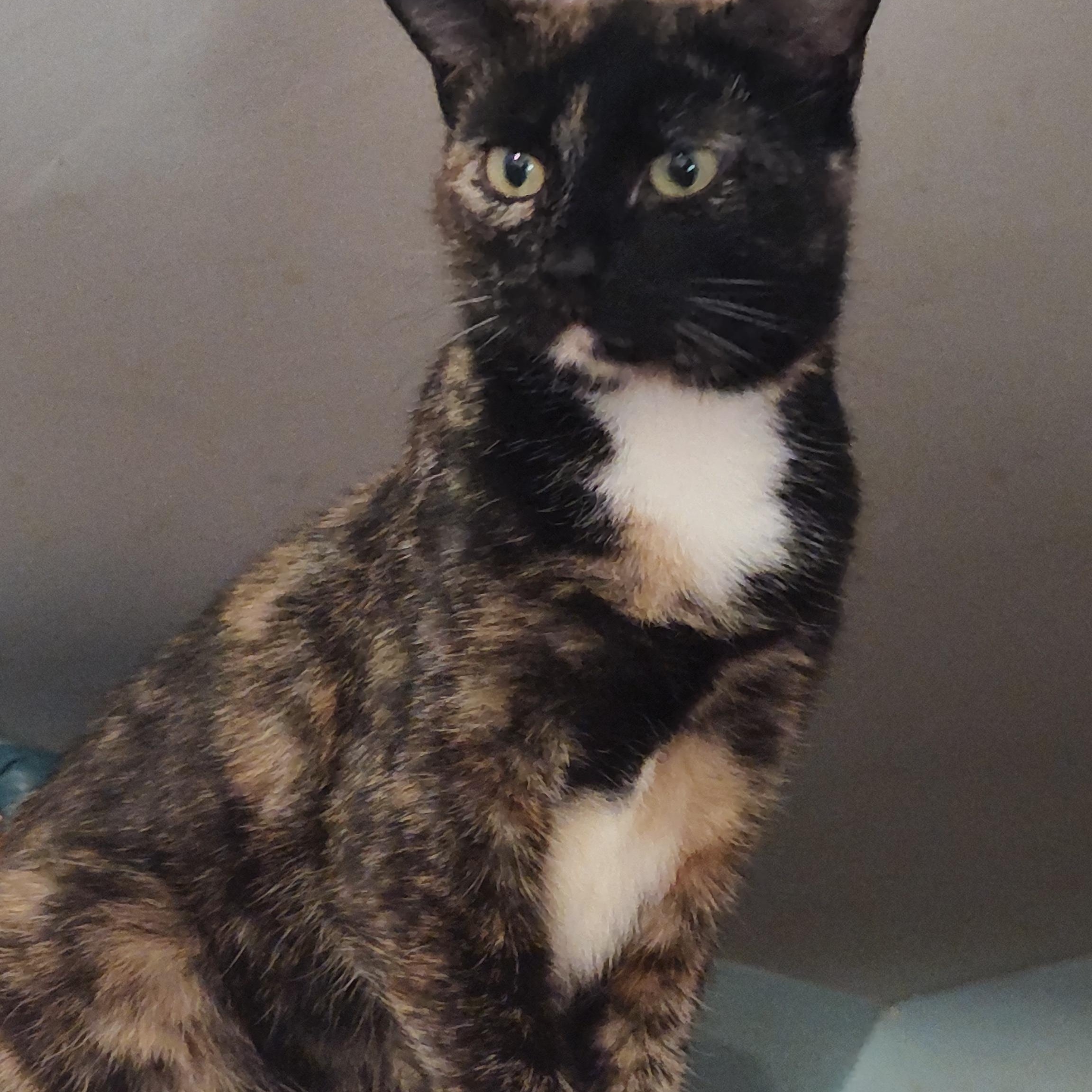 Marisol, Adoptable, Adult Female Tortoiseshell & Calico.