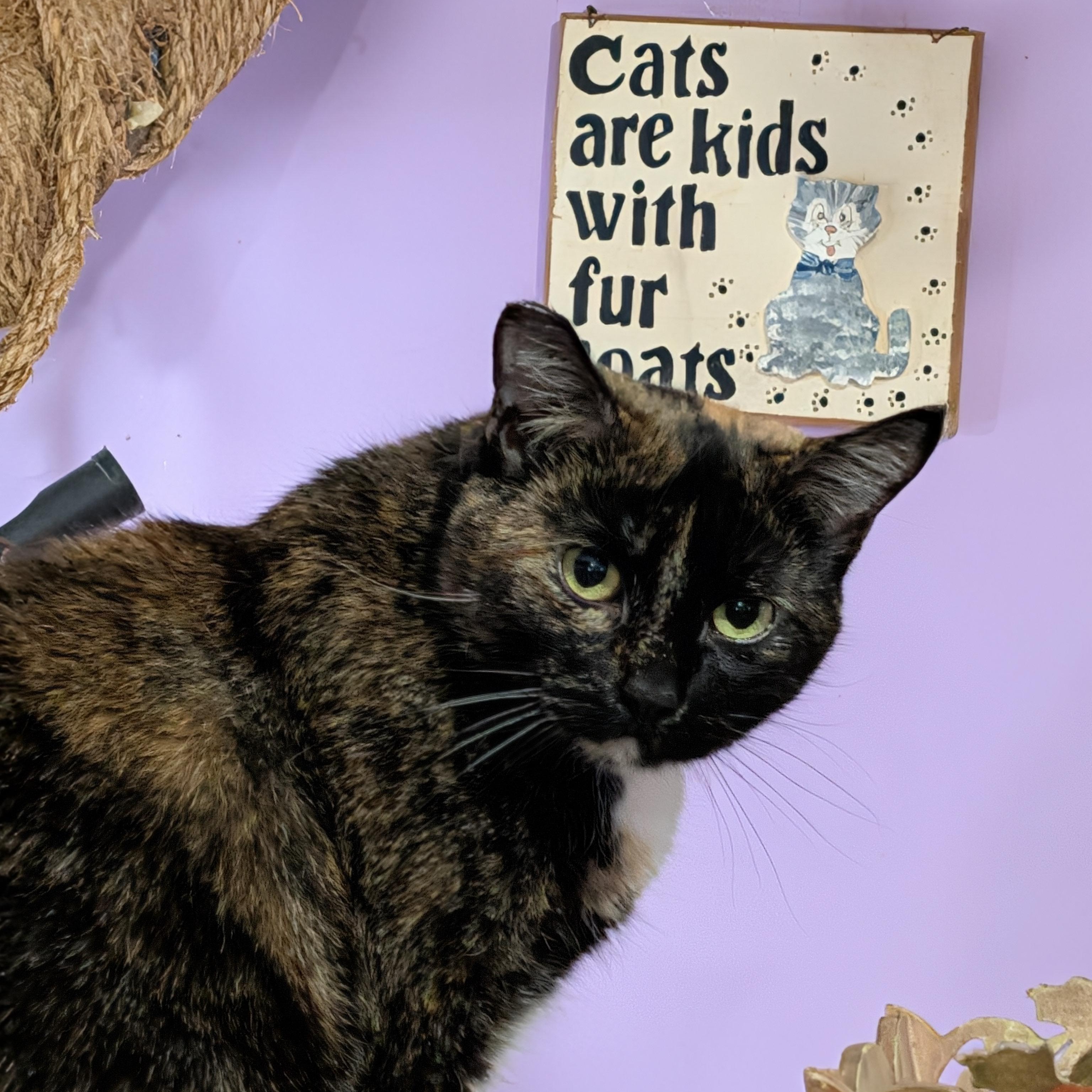 Marisol, Adoptable, Adult Female Tortoiseshell & Calico.